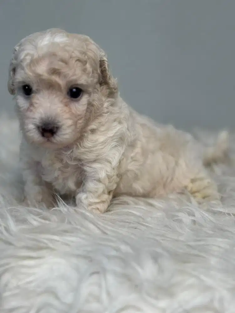 OPEN ADOPSI TOY ANAKAN TOY POODLE SILVER & APRICOT