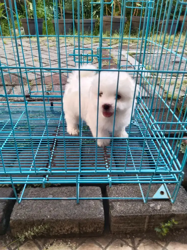 Anak anjing maltipo