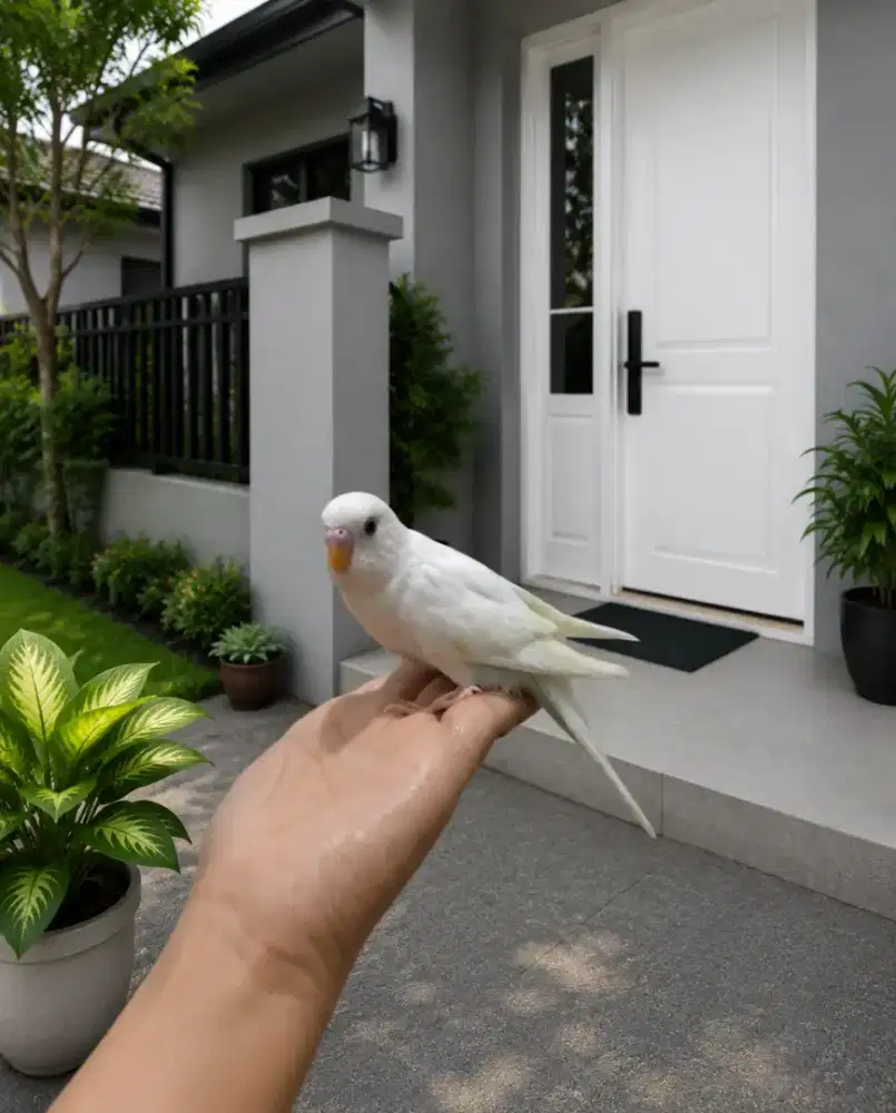 Burung Parkit Jinak Sehat