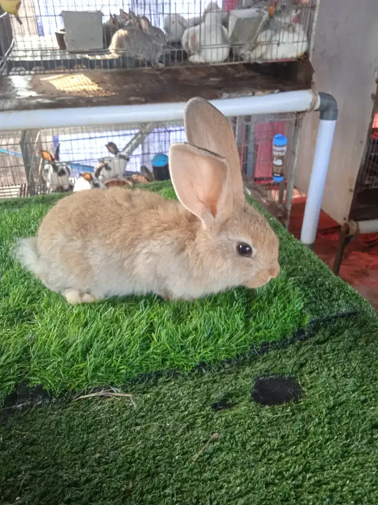 Kelinci Flemish Giant anakan