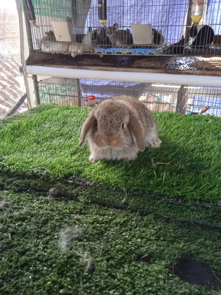 Kelinci holland lop