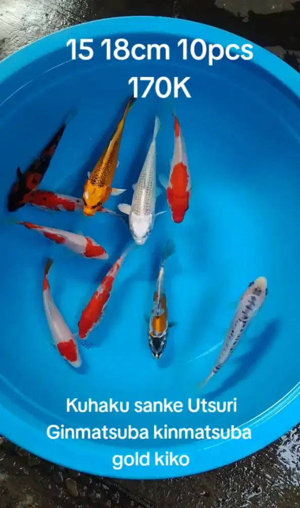 Paket hemat koi cakep