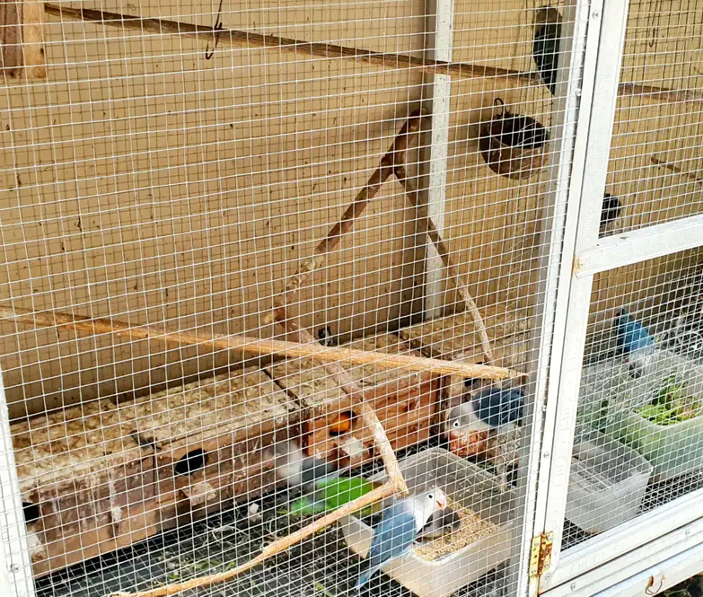 Lovebird 10 glodok 6