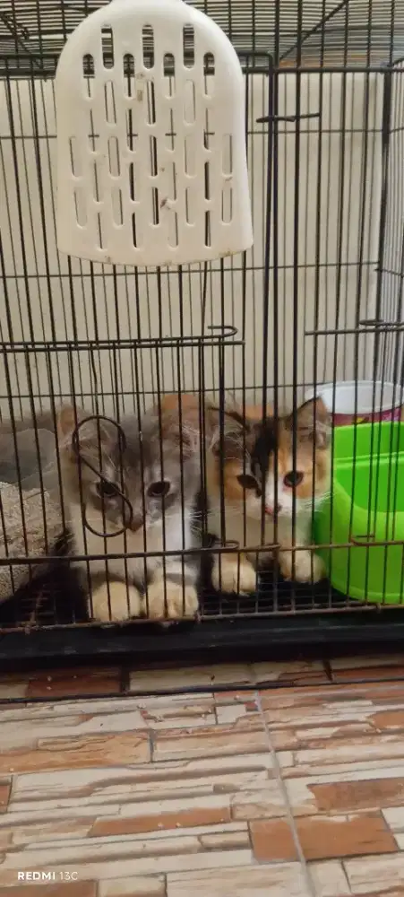 Kucing mainecoon & persia 3 bulan