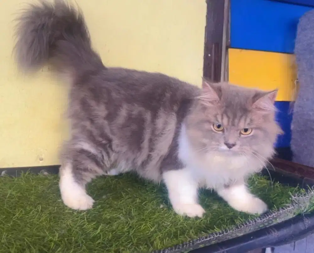Kucing ras persia jantan abu marbel 4 bln