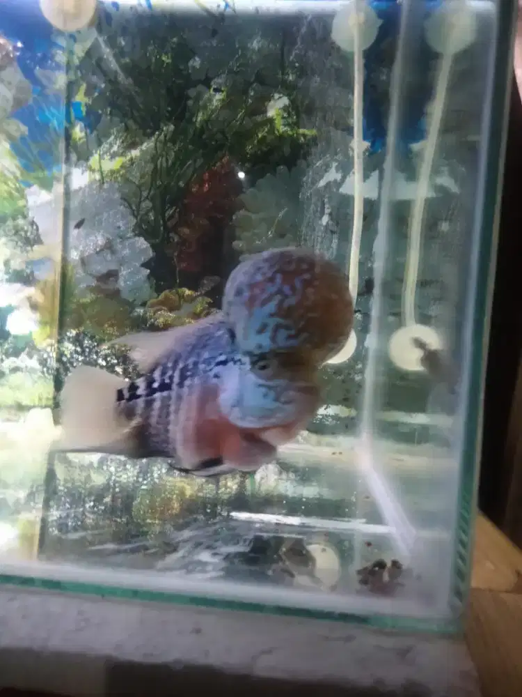Bismillah siapa tau ada yang minat di jual aja ikan lohan srd ya