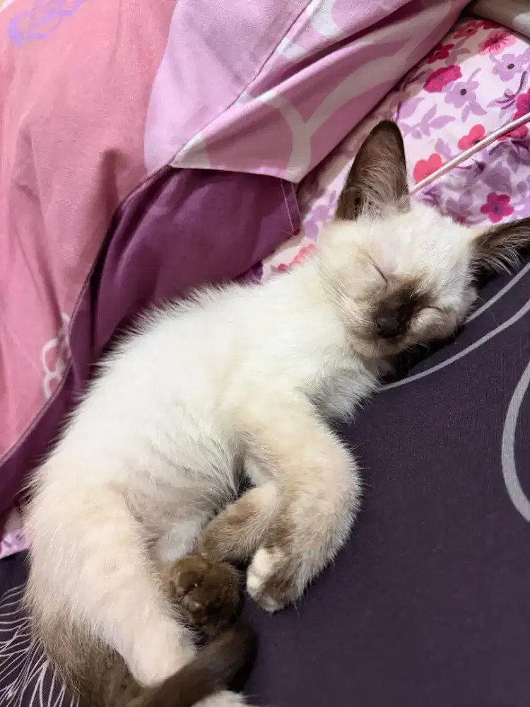 Kucing ras siem 3 bulan betina