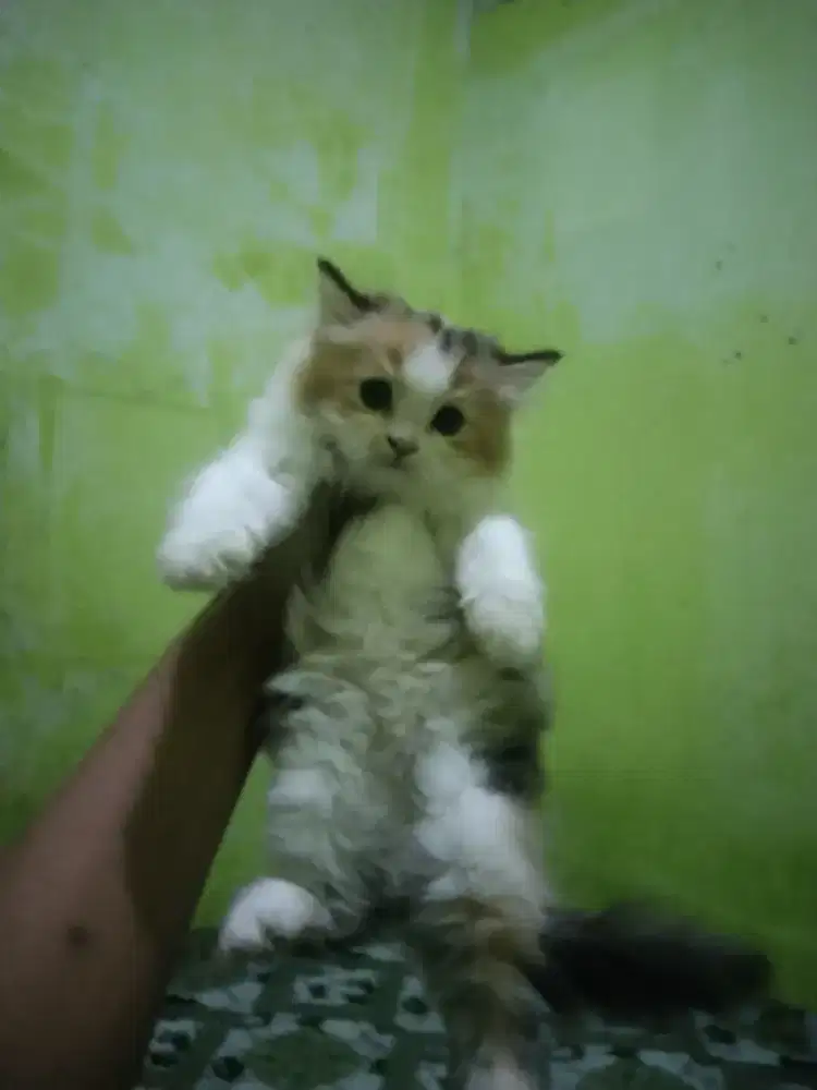 Kucing Persia Calico usia 2 bulan