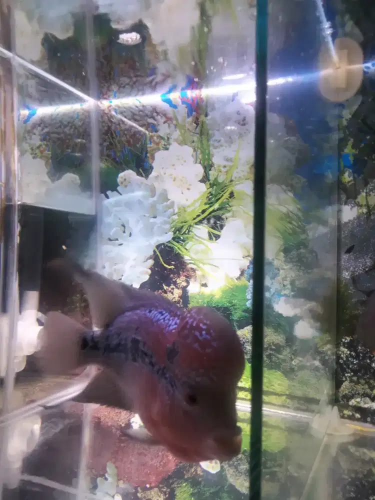 Bismillah siapa tau ada yang minat jual aja ikan lohan srd