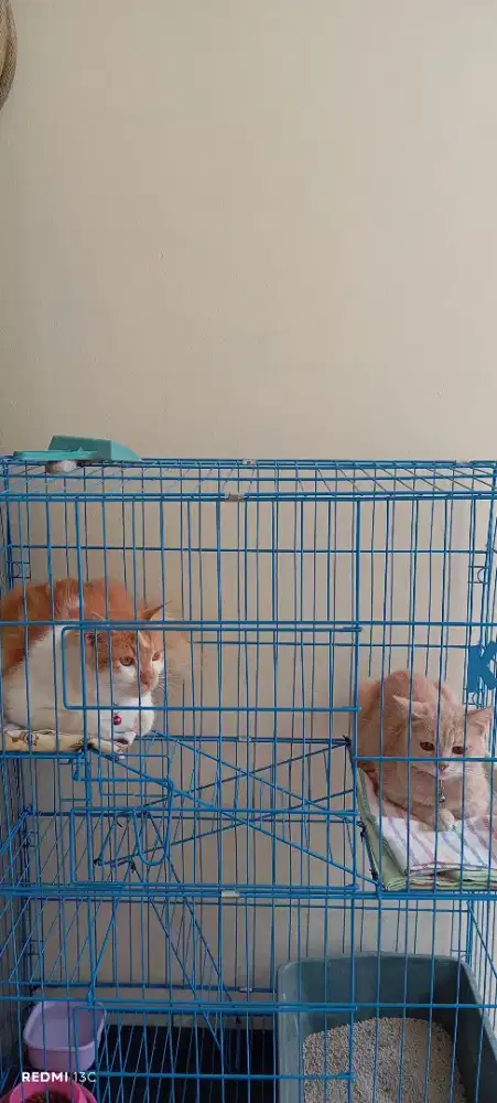 Kandang kucing tingkat
