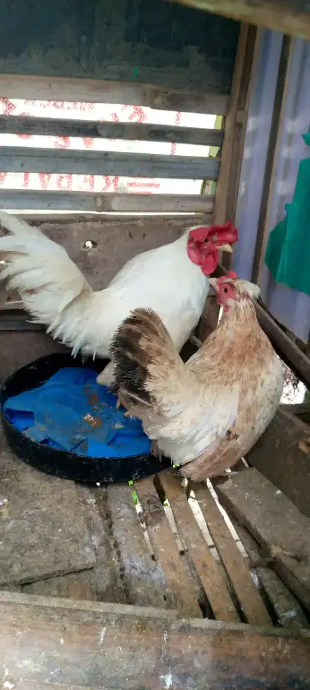 Jual  1 pasang ayam kate