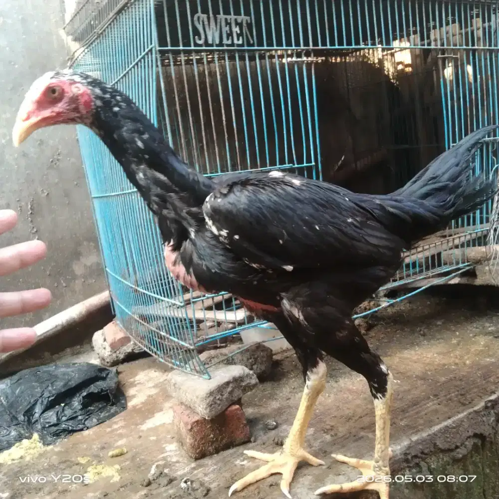 Ayam calon indukan