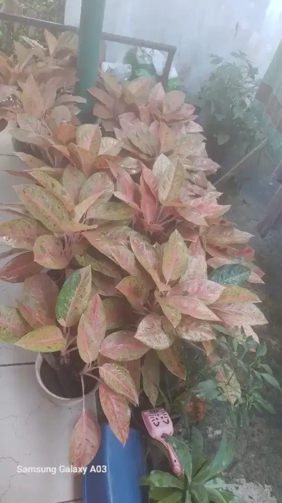 Di jual borongan 8 pot.
