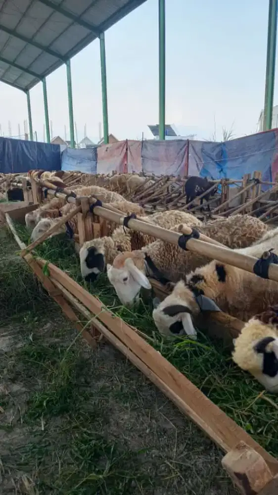 Qurbanbandung#qurban2026#Dombamurah#sapimurah#gratisongkir#qurbansehat