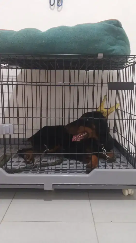 DOBERMAN BLACK JANTAN