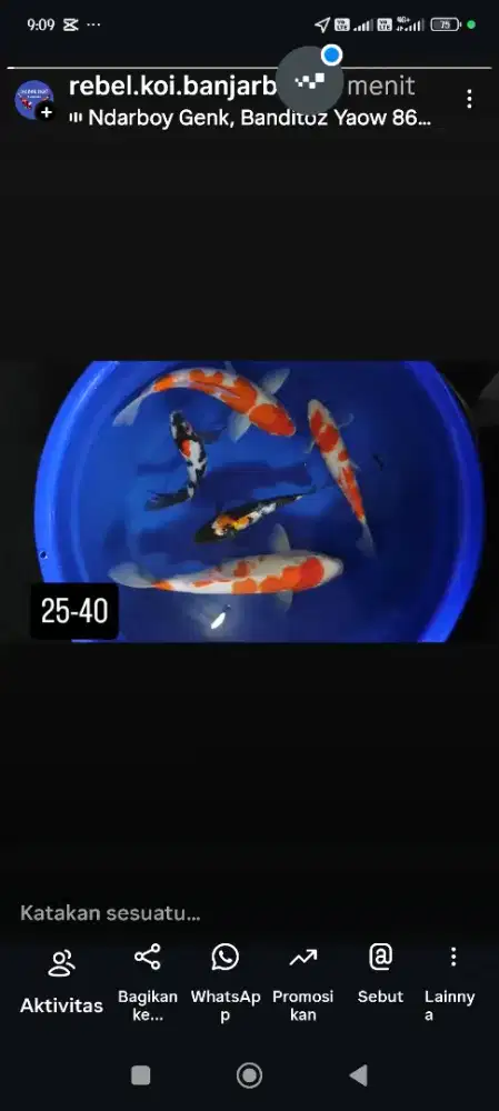 Ikan koi Showa kohaku