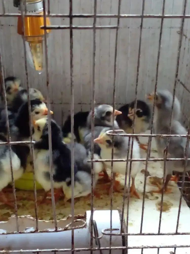 Anak ayam bangkok