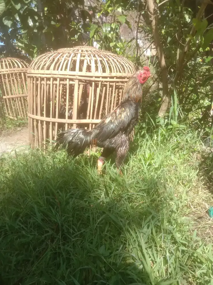 Ayam shamo pakhoy aseel udah win mantap borongan satuan murah aja