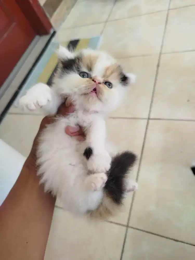 Persia peaknose