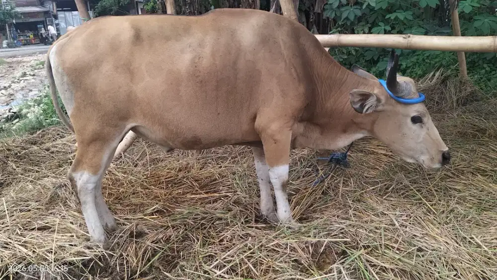 Sapi qurban bima brahma