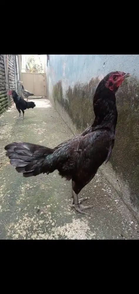 Ayam Betina Mangon Bangkok