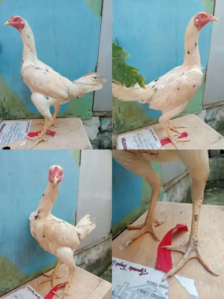 Ayam betina Bangkok blorok putih main candak