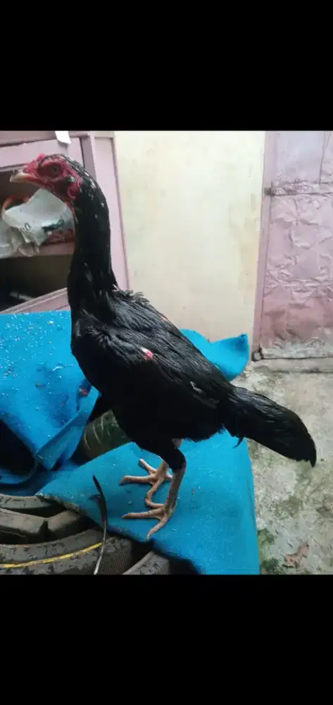 Ayam Betina Bangkok badan mbotol