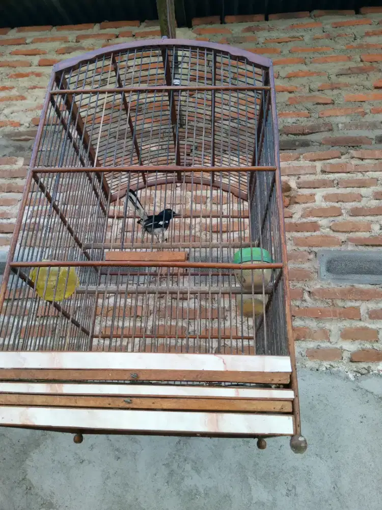 Burung kacer dor