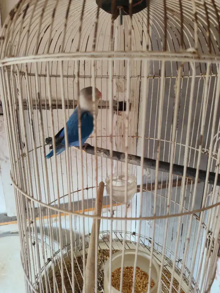 Di jual burung Lovebird pls kandang harga 3 ratus nego aja