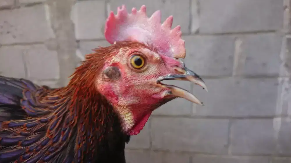 Ayam Bekisar Muda minus Ciker