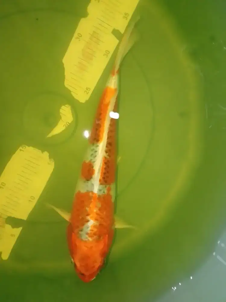 Ikan koi jenis Kujaku 33cm bagus