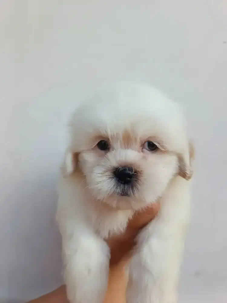 pure puppy shitzu