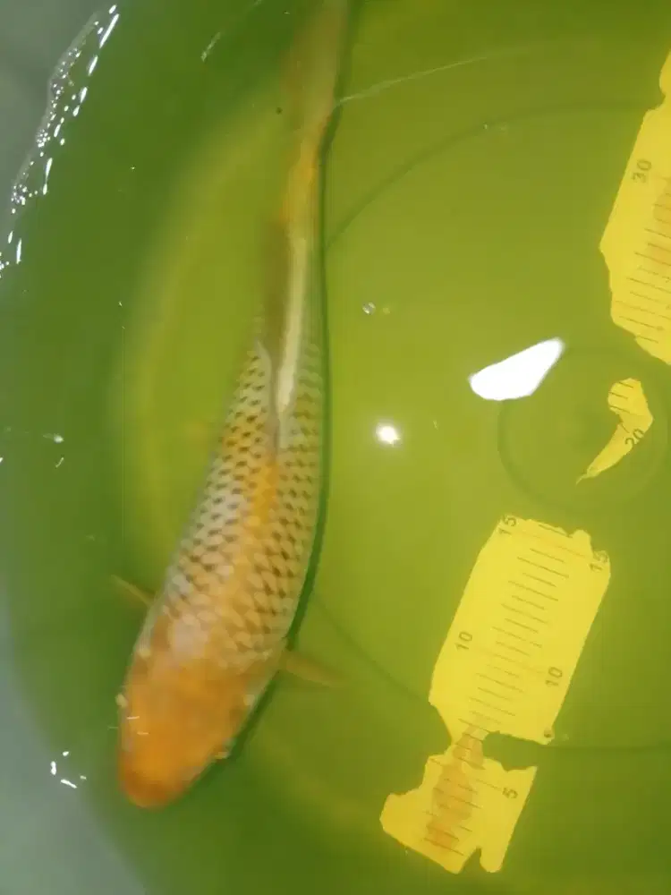 Ikan koi Blitar jenis Ochiba 32cm