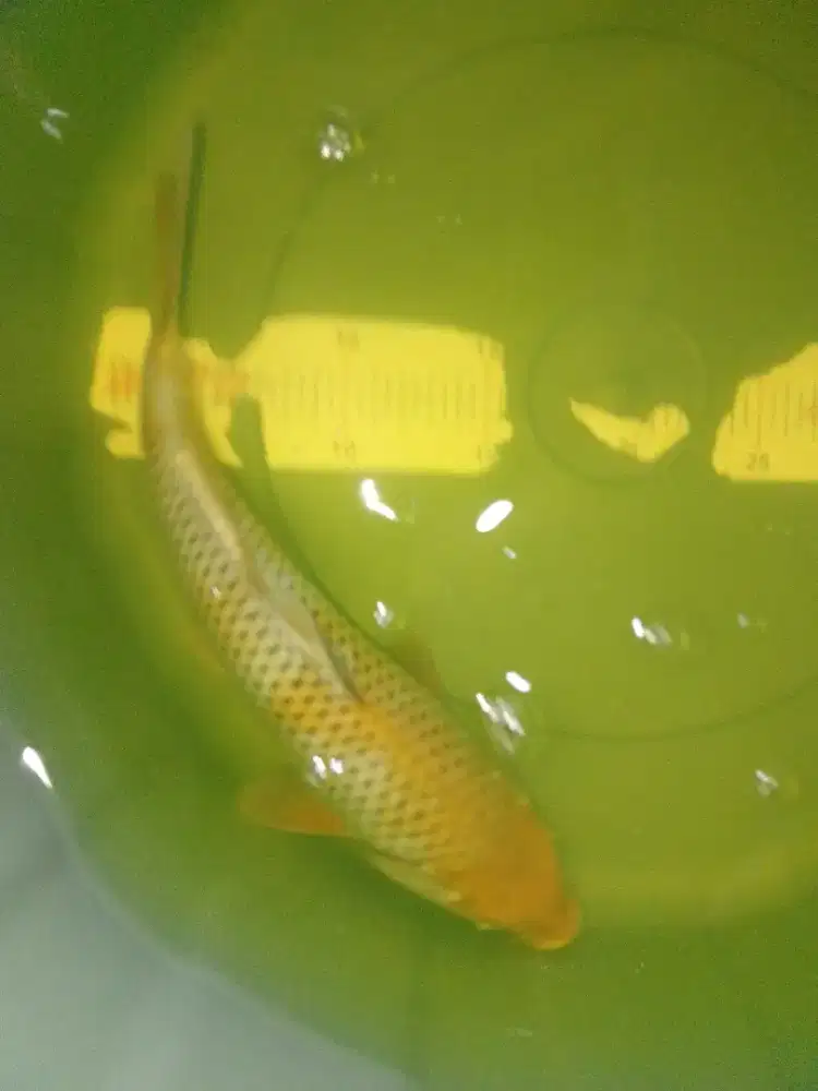 Ikan koi jenis Ochiba bagus 32cm
