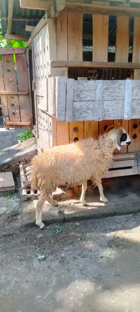 Kambing qurban gemuk dan sehat