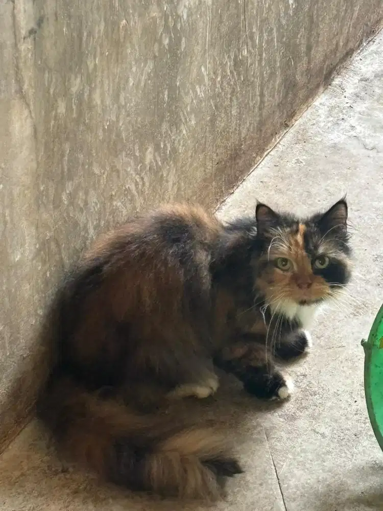 LEPAS ADOPT MURAH, KHUSUS YG CINTA KUCING