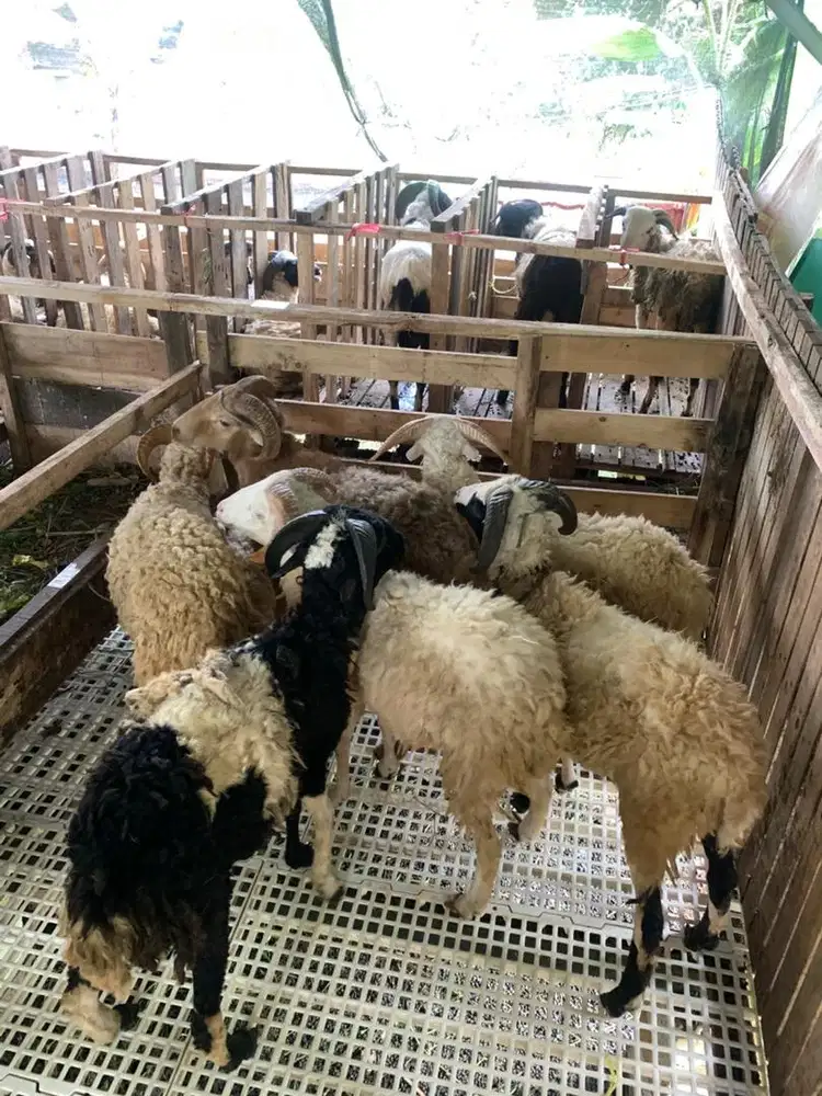 kambing dan domba qurban