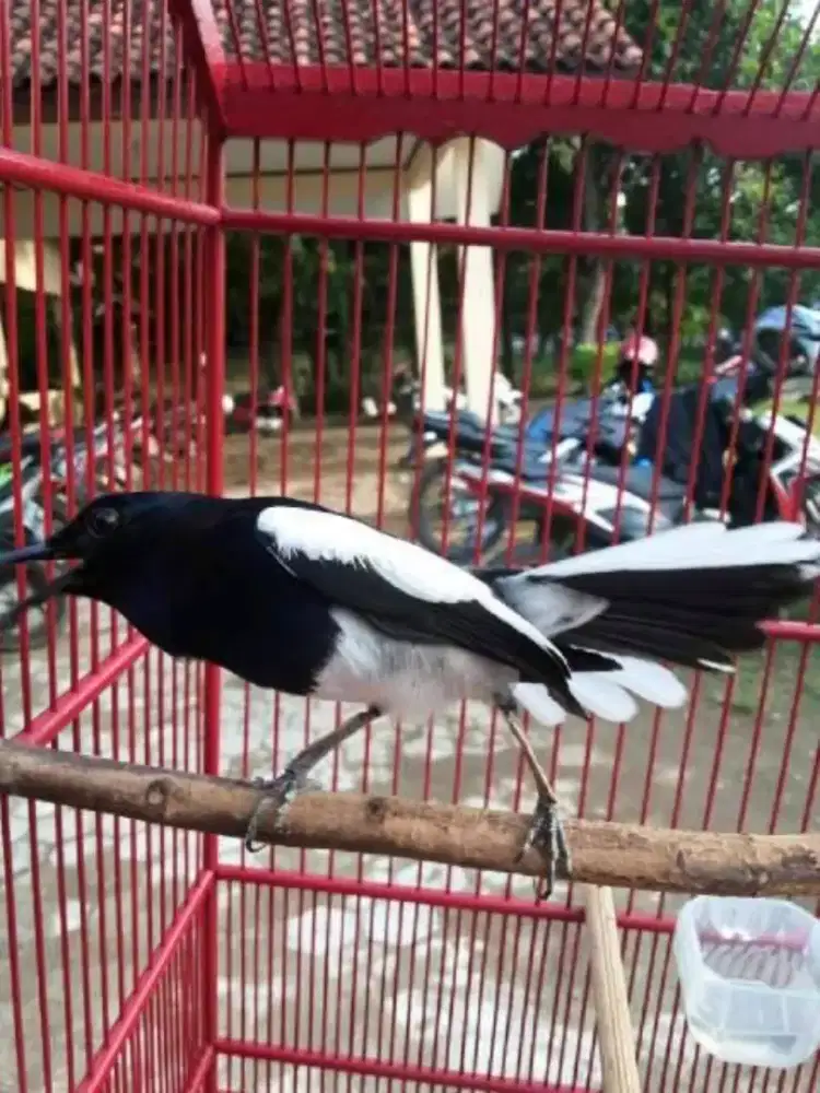 Jual burung kacer
