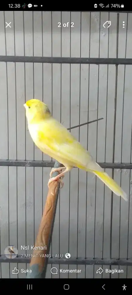 Jual Kenari Af bb Warna Kuning Cerah Muràh