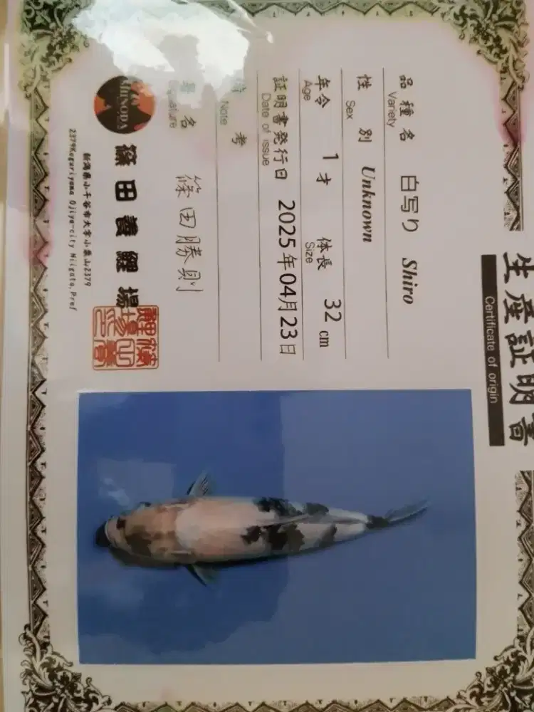 Ikan koi jenis Shiro import 34cm