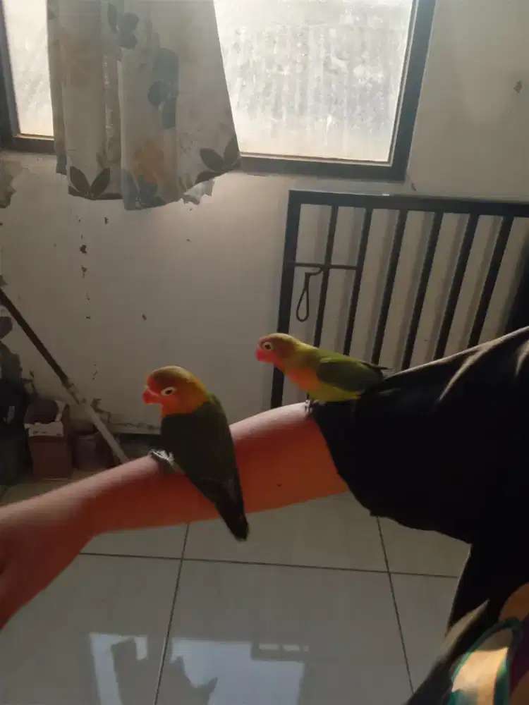 Lovebird jinak sepasang murah