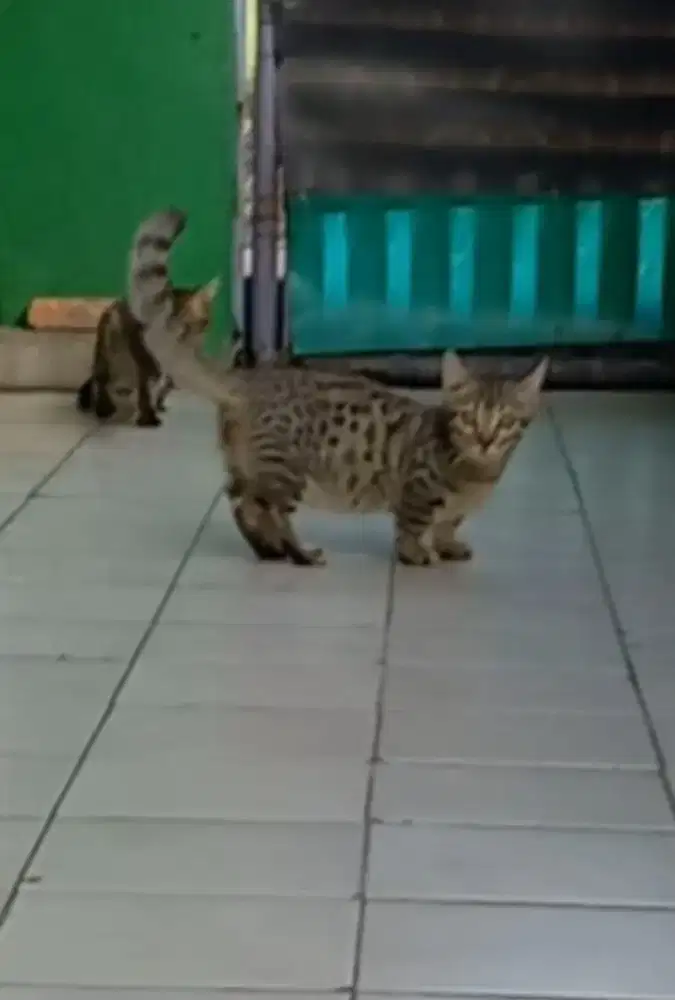 Kucing kitten munchkin genetta