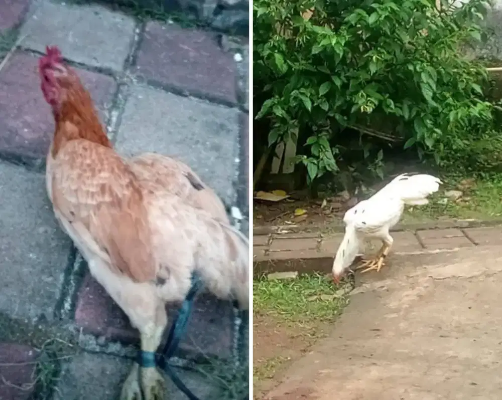 Ayam kampung Sepasang lg bertelur