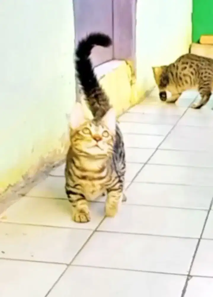 Kucing Kitten Munchkin Jantan