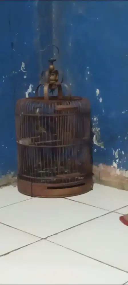 Prenjak gacor siang malam jaminan
