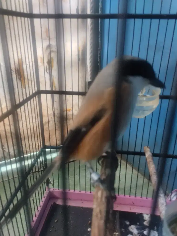 Burung pentet Ring Jatim