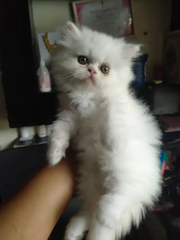 Kitten Persia jantan