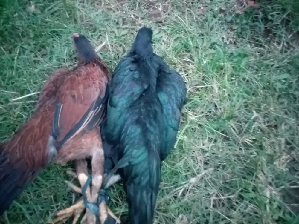 Ayam kampung biang dedara