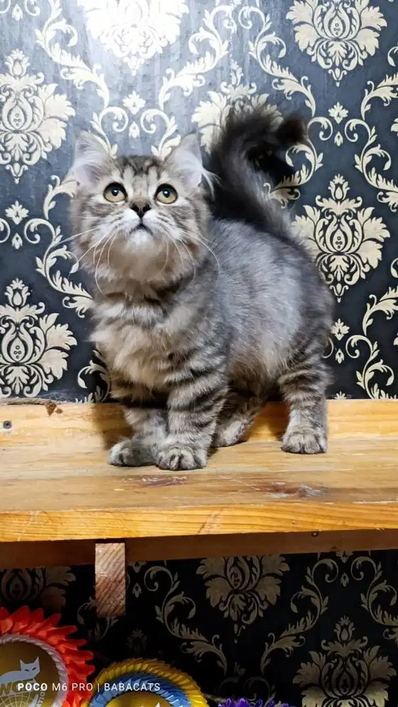 Munchkin Kitten Female