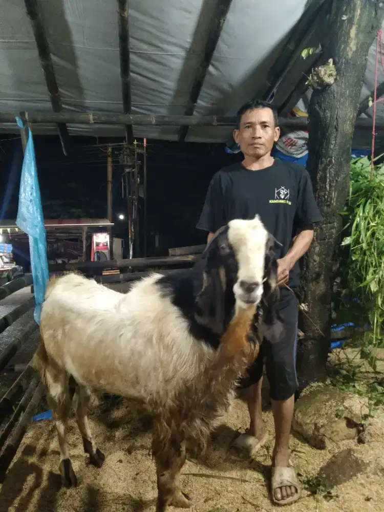 Kambing aqiqah qurban terbaik dan banyak pilihannya 2025